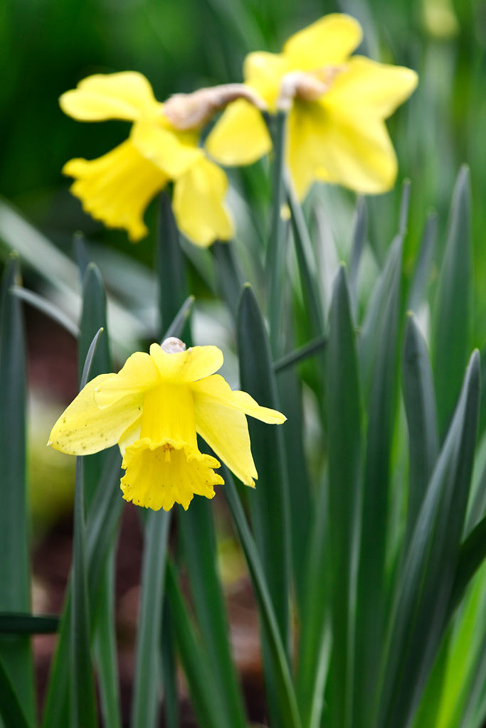 Daffodils